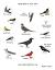 White Birds With Yellow Beaks