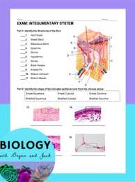 This Editable Exam Is Meant To Assess Students Mastery Of Anatomy And Physiology Of The Skin It Includes Ma Anatomy And Physiology Exam Integumentary System