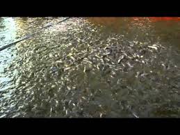 Lele Kolam Terpal Padat Tebar 5000 Ekor Umur 30 Hari Youtube