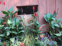 Cannas are sometimes called canna lilies, but they are not true lilies. Canna Or Not Hennepin County Master Gardeners