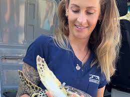 Bugs the green sea turtle released