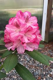 Native to the mountains of the southeastern u.s. Buy Splendor Southgate Rhododendron Free Shipping 2 Gallon Size Plants For Sale Online From Wilson Bros Gardens