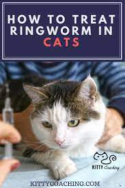 How To Treat Ringworm In Cats 2018 Ringworm In Cats Cat Training Cat Ringworm