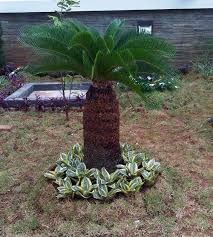 13 koleksi tanaman hias untuk rumah minimalis. Rekomendasi Tanaman Hias Untuk Halaman Rumah Minimalis Bangizaltoy Com