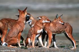 Threats why are they endangered? Donate To Help The Ethiopian Wolf The World S Rarest Canid Globalgiving