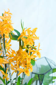 African orchid spotted orchid brassia orchid tropical orchids costa rica orchids florida orchids common orchid names red orchid plants epidendrum orchid rare orchids species bamboo orchid native orchids south american flowers edible american flowers south american fruit. Houseplant Of The Month November Specialty Orchids