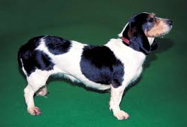 Image result for malý vendéeský hrubosrstý honič