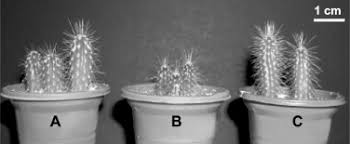 When the cacti get larger you can increase the light. Endophytic Bacteria In Cacti Seeds Can Improve The Development Of Cactus Seedlings Sciencedirect