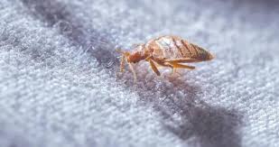 بق الفراش وسائل آمنة للقضاء عليه الشرق الأوسط