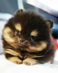 Dog Fact Three Dogs From First Class Cabins Survived The Sinking Of The Titanic Two Pomeranians And One Pekingese Cute Animals Animals Baby Animals