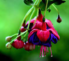 Fuchsia 1 The Proper Pronunciation Of The Common English Flickr