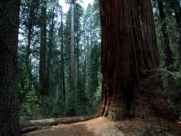 Maybe you would like to learn more about one of these? Calaveras Big Trees State Park A California State Park