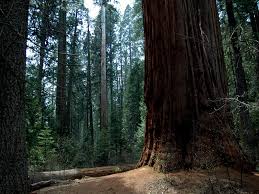 Calaveras Big Trees State Park A California State Park We strive to meet all of your tree care needs, from solving specific tree insect and disease problems. calaveras big trees state park a