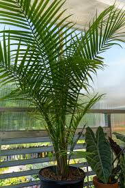 Image result for Pilea rivularis