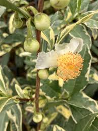 Image result for Camellia sinensis