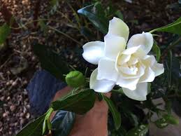 Gardenia Jasminoides Veitchii Vintage Green Farms With Tom Piergrossi In 2020 Green Farm Gardenia Fragrant Flowers