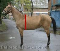 Horse Weight Chart Pet Care Information Resources Supplies