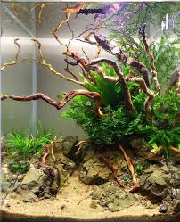 Aquascaping Pinstagram Aquascape Aquarium Fish Aquarium Decorations Aquascape