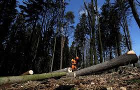 In fact, termites alone cause $5 billion worth of damage each year. Climate Change To Blame As Bark Beetles Ravage Central Europe S Forests Reuters