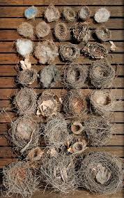 Birds That Make Mud Nests On Walls Pin By Christine Lux On Bird Identification Bird Nest Beautiful Birds Birds