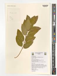 Image result for Combretum collinum