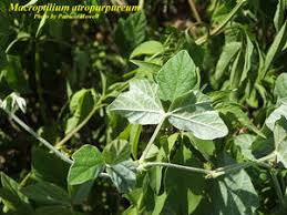 Image result for Macroptilium atropurpureum