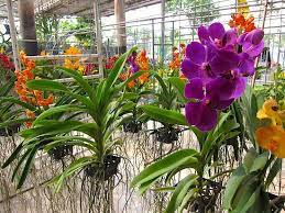 Air Orchid Farm Nakhon Pathom Orchids Types Of Orchids Rare Orchids