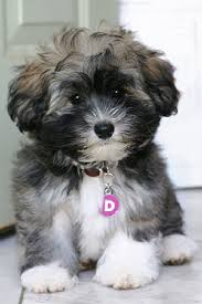 Teacup Havanese Puppies For Sale Zoe Fans Blog Cute Animals Puppies Cute Dogs