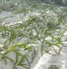 Image result for Thalassia hemprichii