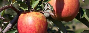With useful identification tips, photos, uses, value to wildlife and threats that are putting our trees at risk. New England Tree Fruit Management Guide