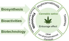 Image result for Cannabis sativa