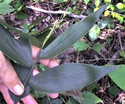 Image result for Olyra latifolia
