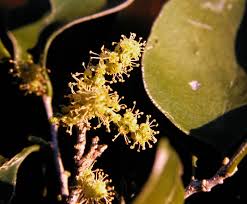 Image result for Pentarhopalopilia umbellulata