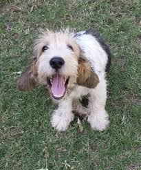 They stand at a height of 18 inches. A Big Smile From Barry The Grand Basset Griffon Vendeen Gbgv Cute Dogs Puppies And Kitties Beautiful Dogs