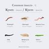 What causes worms to appear in food kept inside closed containers. Https Encrypted Tbn0 Gstatic Com Images Q Tbn And9gcqm8xloenpfsdipuhwwl7pvofzchmtw3egywnmys52pxgffkhzs Usqp Cau