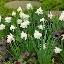 Narcissus Mount Hood Daffodil Mount Hood Trumpet Daffodil Mount Hood Trumpet Daffodil Spring Bul Spring Garden Flowers Spring Flowering Bulbs Daffodils