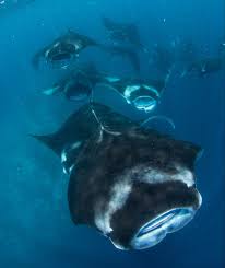 We are working to save the ocean for all of us and future generations. Ocean Advocacy Marine Conservation Institute