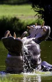 Hippo Yawn Wow Animals Beautiful Animals Wild Animals