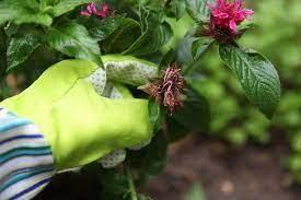 Pin On Gardening Tips