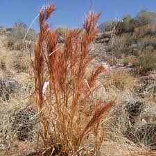 Image result for Andropogon