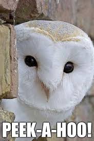 Custom Image In 2021 Pet Birds Animals Beautiful Beautiful Owl