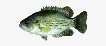 Check spelling or type a new query. Rock Bass Rock Bass Png 600x281 Png Download Pngkit