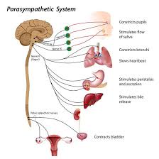 Breathing from your diaphragm, rather than shallowly from the top of the lungs stimulates and tones the vagus nerve. 7 Ways To Stimulate The Vagus Nerve Naturally Health Tips The Art Of Living India
