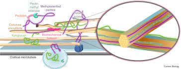 Cell wall is present only in plant cells. Plant Cell Walls Sciencedirect