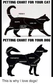 petting chart for your cat yesii me awesome nope umm no are