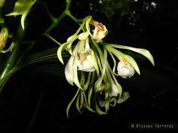 Image result for Corymborkis corymbis