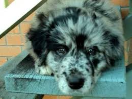 Find the perfect puppy for you and your family. Australian Retrievers Home Facebook
