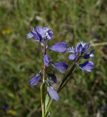 Image result for Polygala gossweileri