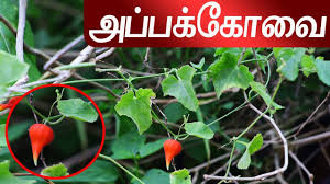 Image result for Kedrostis foetidissima