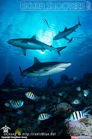 Underwater Photography Animal Photography Underwater Photography Underwater